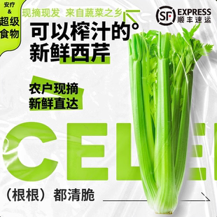 【顺丰包邮】寿光大西芹新鲜蔬菜去叶西洋芹脆嫩芹菜榨汁专用西芹