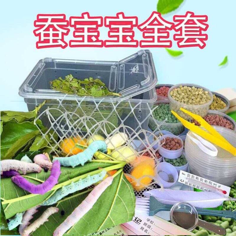 彩色的蚕宝宝吐彩丝蚕子幼蚕春蚕蚕虫小蚕七彩色幼虫新鲜茧子工具