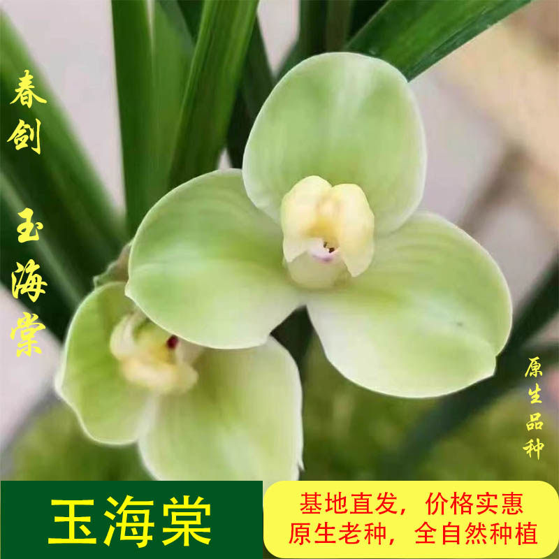 四川春剑玉海棠梅瓣浓香带花苞原生鲜花绿植阳台盆栽兰花兰草苗