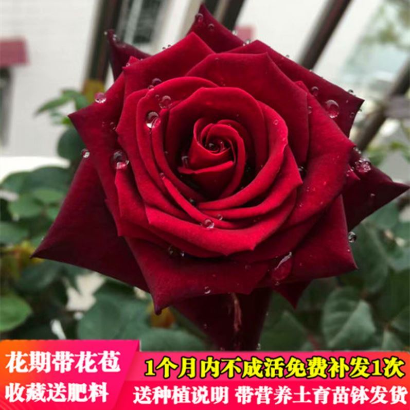 高档植物装卉大全玫瑰花庭台楼顶办公室花饰绿植摆件