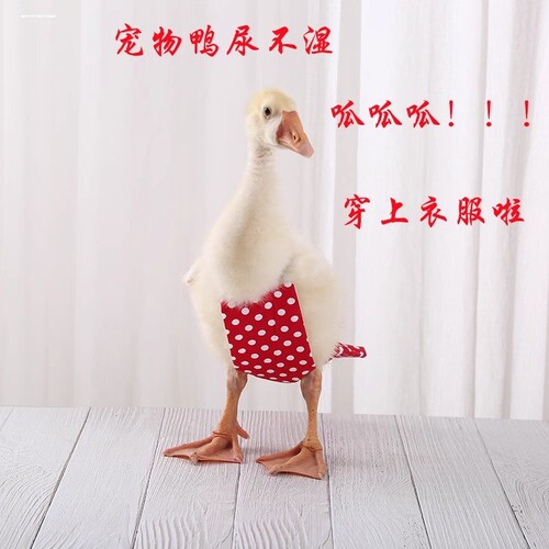 小鸡粪兜屎兜粪便袋尿不湿纸尿裤鹅鸭子屁兜接粪袋宠物用品可调节