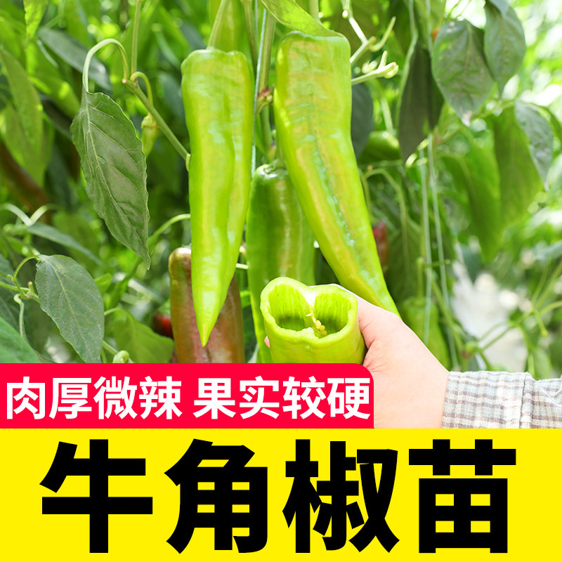特大牛角椒种子苗四季高产螺丝椒