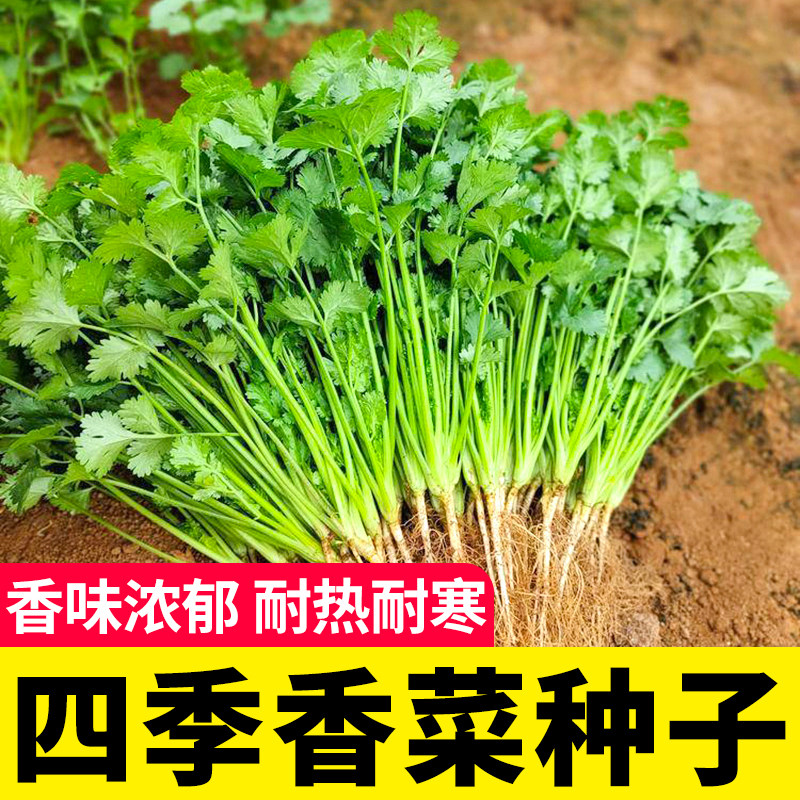 四季香菜种子苗青菜芫荽蔬菜香菜籽种四季农家秋冬大全菜种菜籽