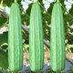 大花点棱丝瓜种子种籽苗特大巨型四季 菜苗高产南方春季 蔬菜孑子秧
