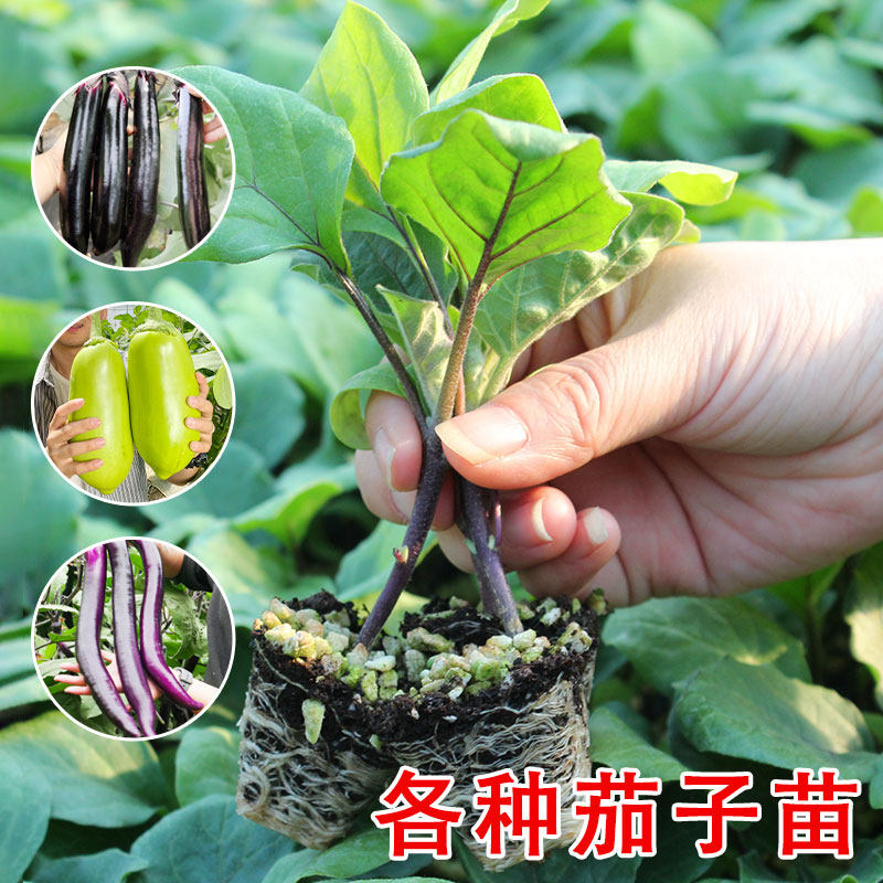 长茄子苗秧苗种籽种子苗圆青杭茄长茄特大嫁接四季蔬菜孑大全南方