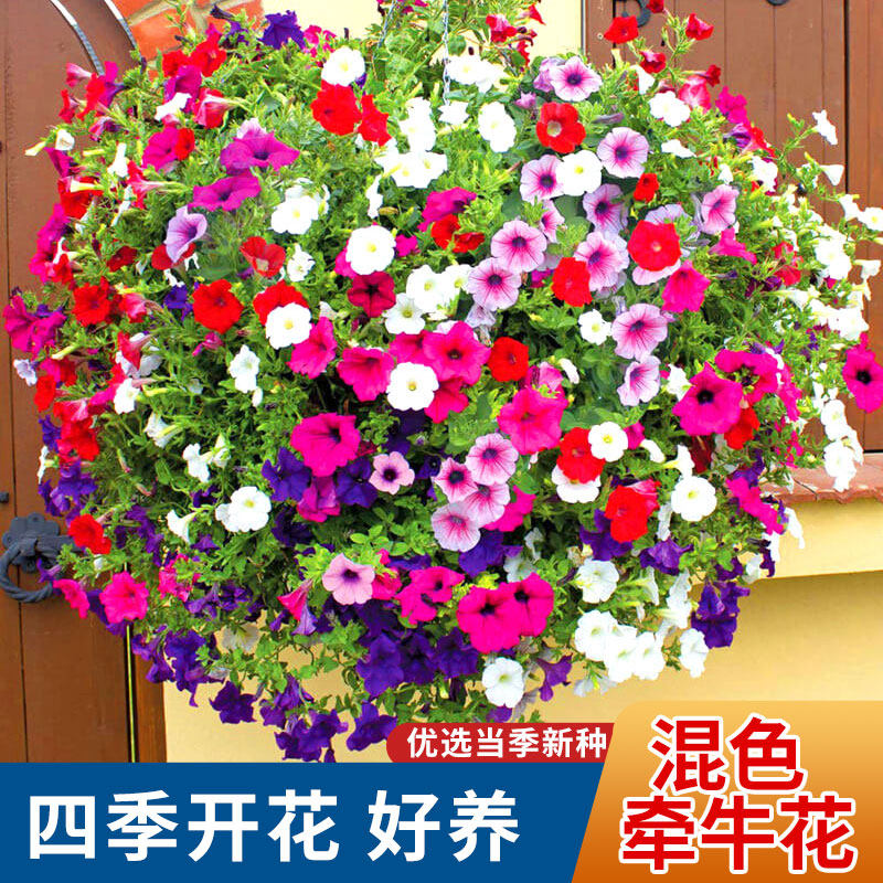 花种籽子四季播种开花种子矮牵牛花苗室内花卉盆栽喇叭花阳台盆栽