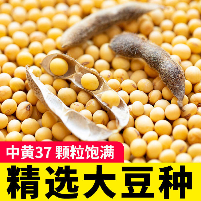 中黄37黄豆种子大豆种籽孑早熟图片