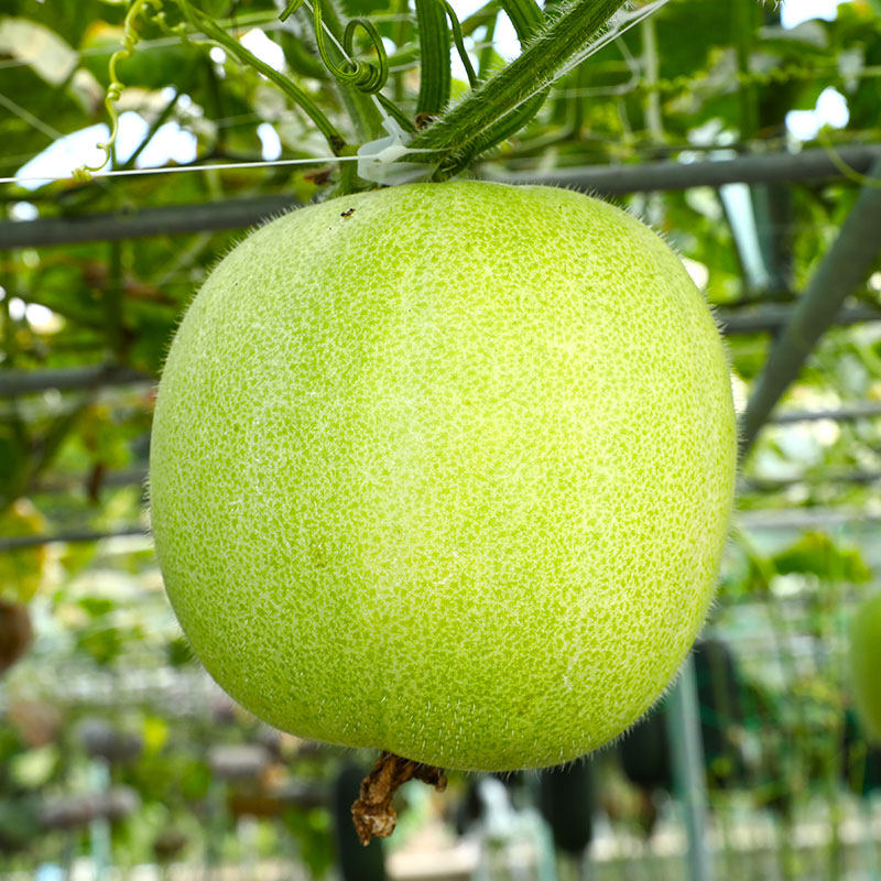 香芋小冬瓜种子芋头香味东瓜种籽高产阳台盆栽春秋四季蔬菜孑秧苗