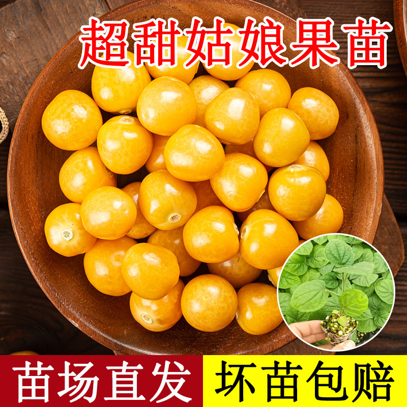 东北姑娘果灯笼果种子种籽红甜孑黄菇娘四季盆栽蔬菜树苗果苗果树