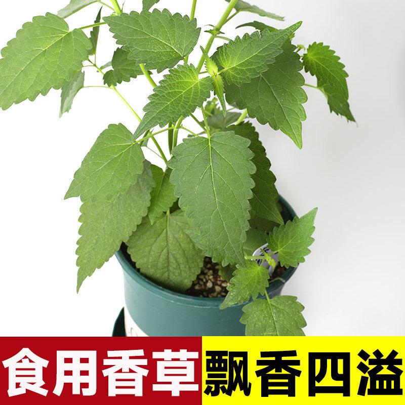 藿香种子种籽苗盆栽可食用秧四季阳台植物四川鱼香叶新鲜香草老根,鲜花速递/花卉仿真/绿植园艺,家庭园艺种子,淘宝优惠券,粉丝福利购,淘宝优惠卷