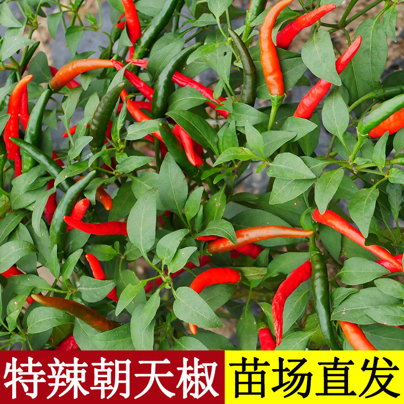辣椒苗大果单生朝天椒种籽孑种子高产秧苗春季四季盆栽指天椒大全