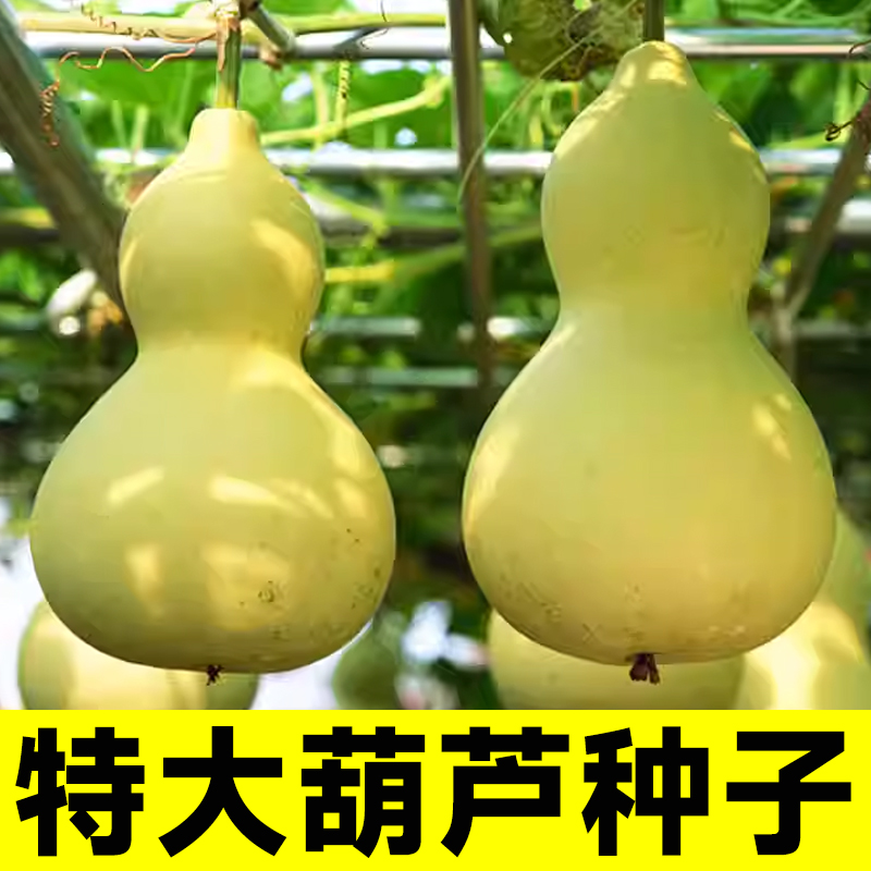 特大葫芦苗秧种子观赏食用巨型超大亚腰菜葫芦手捻小秧苗文玩风水