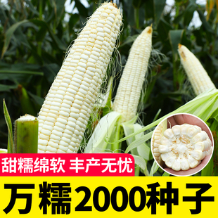 万糯2000糯玉米种子高产优质白甜糯米玉米种籽粘甜香白糯玉米春季