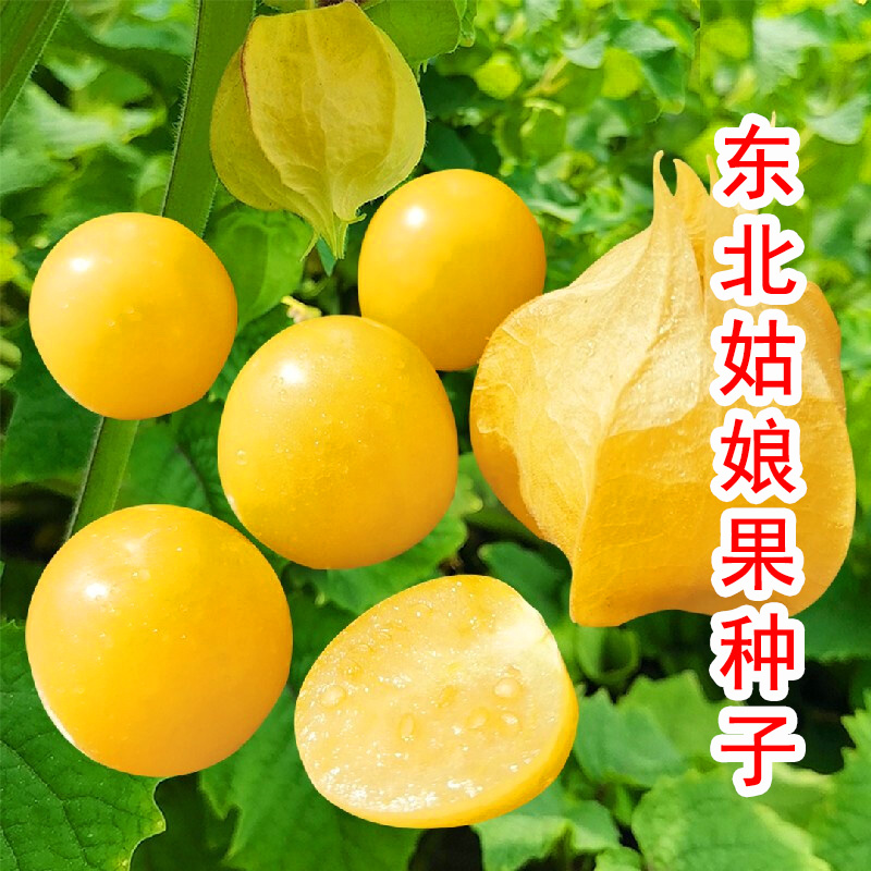 东北姑娘果灯笼果种子种籽红甜孑黄菇娘四季盆栽蔬菜树苗果苗果树