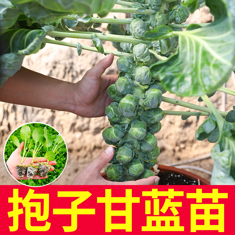 抱子甘蓝苗小包菜种子四季蔬菜