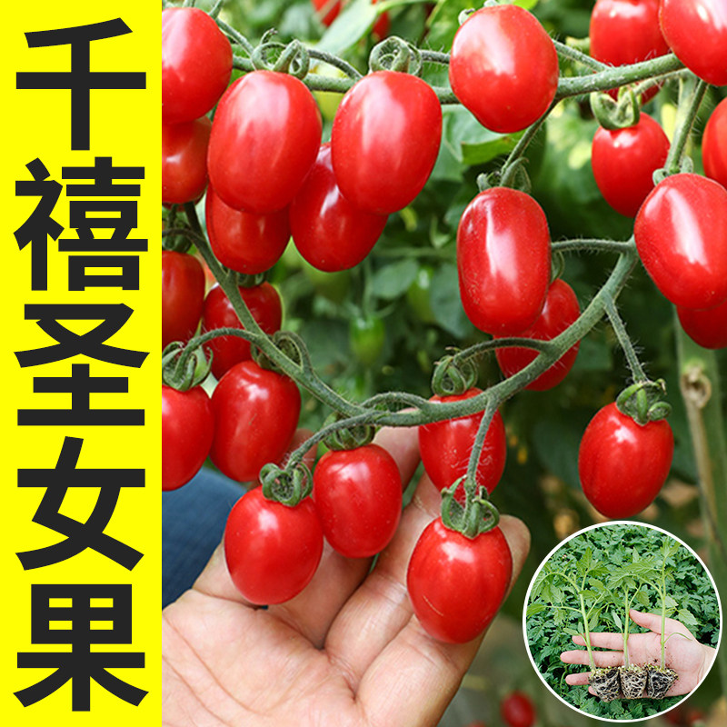 千禧圣女果秧苗种子红黄黑小番茄菜苗高产蔬菜四季盆栽西红柿种籽,鲜花速递/花卉仿真/绿植园艺,种苗/半成品盆栽,淘宝优惠券,粉丝福利购,淘宝优惠卷