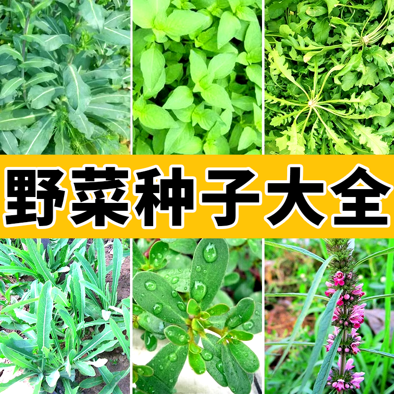 野菜种子种籽孑蔬菜荠菜茴香苋菜
