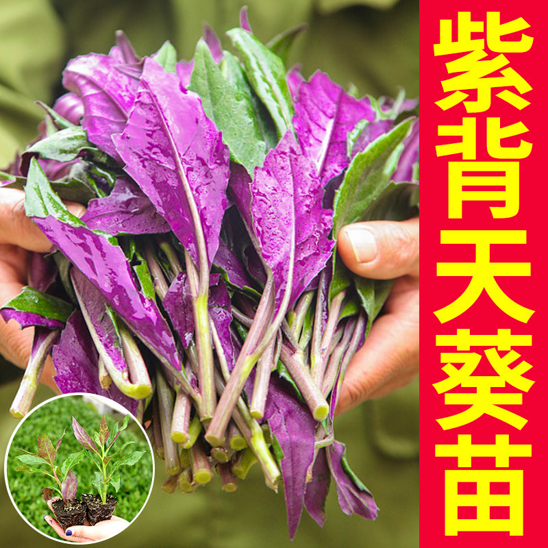 紫背天葵苗补血菜血皮菜明紫背菜观音菜蔬菜秧苗带根月草金鸡毛草,鲜花速递/花卉仿真/绿植园艺,种苗/半成品盆栽,淘宝优惠券,粉丝福利购,淘宝优惠卷