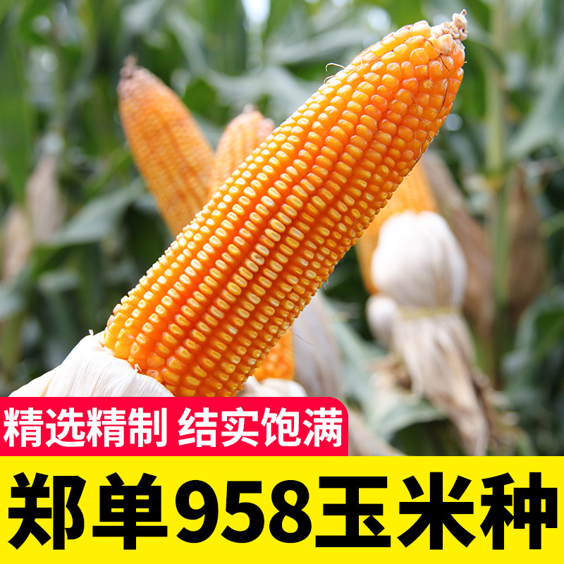 种子苗饲料特大农业早熟杂交玉米图片