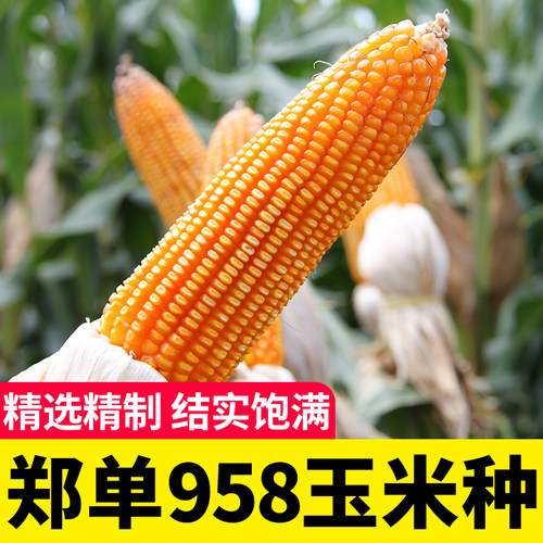 种子苗饲料特大农业早熟杂交玉米