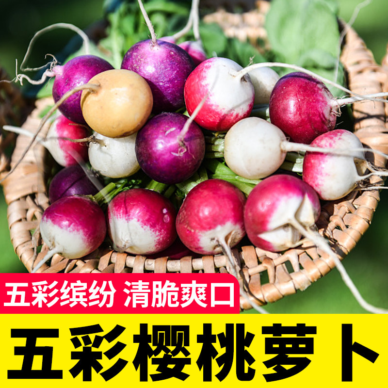 五彩樱桃萝卜种子种籽阳台四季红黄绿紫白皮水果萝卜蔬菜甜脆菜种