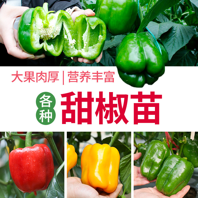 甜椒苗种子红黄绿紫辣椒种籽五彩阳台菜苗泡椒四季盆栽青椒秧苗,鲜花速递/花卉仿真/绿植园艺,种苗/半成品盆栽,淘宝优惠券,粉丝福利购,淘宝优惠卷