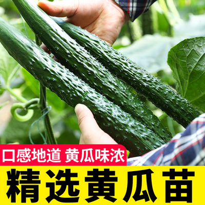 阳台盆栽水果嫁接夏季南方蔬菜苗