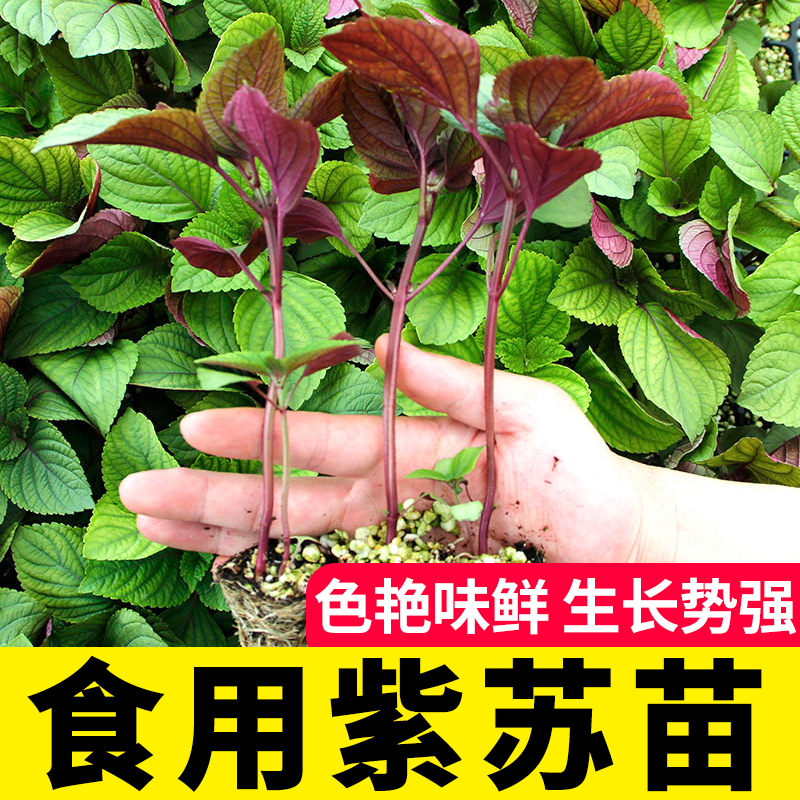 蔬菜盆栽可食用四季紫苏种子