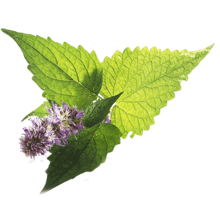 藿香种子种籽苗盆栽可食用秧四季阳台植物四川鱼香叶新鲜香草老根