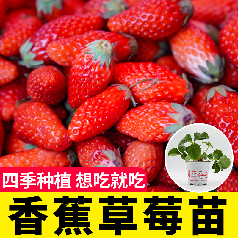 香蕉草莓苗秧苗特甜四季盆栽地栽食用章姬红颜香野白红草莓种苗