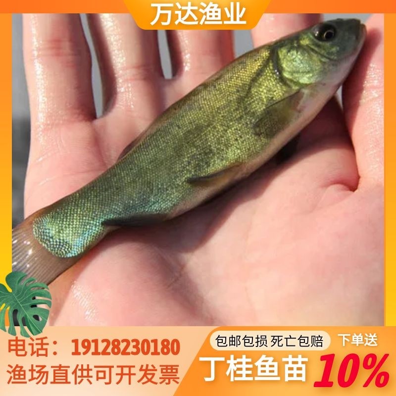 丁贵鱼鱼苗丁鲑鱼丁鱼岁须鱼岁金岁鱼须桂鱼丁穗鱼活体淡水鱼包邮