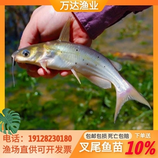 叉尾鮰鱼苗叉尾鱼苗钳鱼苗回鱼苗清江大型鱼苗活体淡水养殖食用鱼