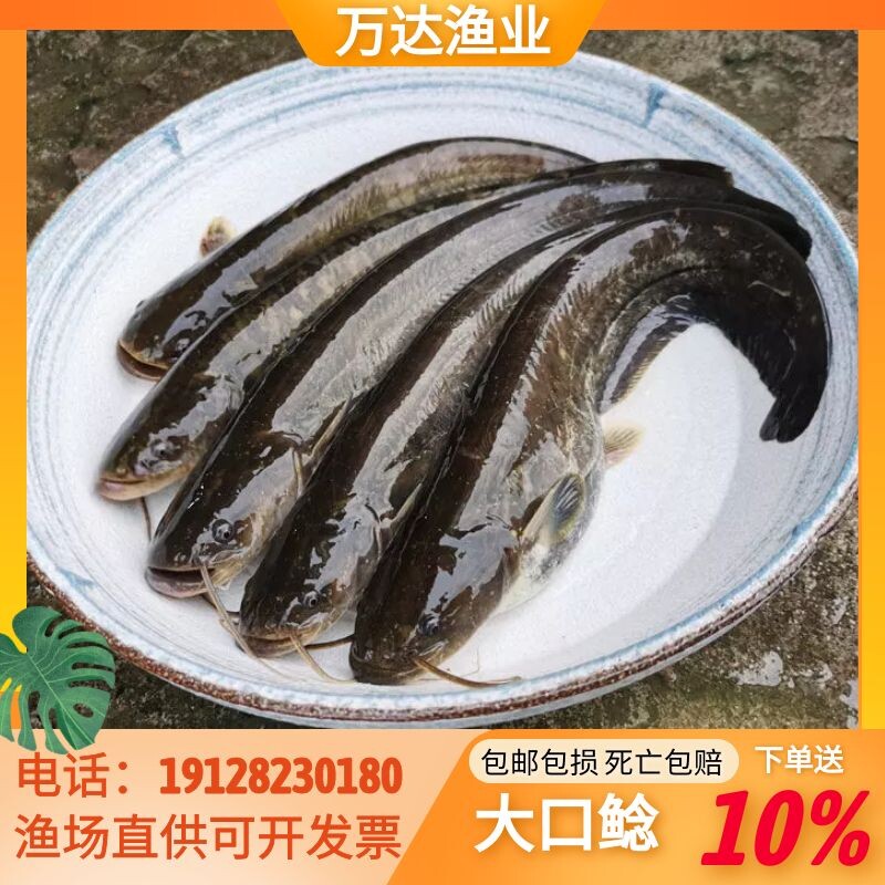 大口鲶鱼苗塘鲺活体淡水养殖水花大口鲶鱼苗鲢鱼埃及胡子土鲶鱼苗