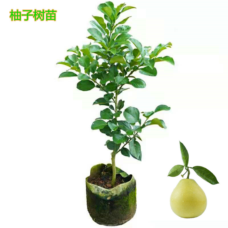 廣東熱銷四季南方種植柚子樹苗嫁接三紅蜜柚沙田紅心庭院栽盆地栽
