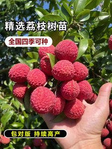 增城挂绿荔枝树苗嫁接无核桂味冰荔枝王苗南北方种植当年结果树苗