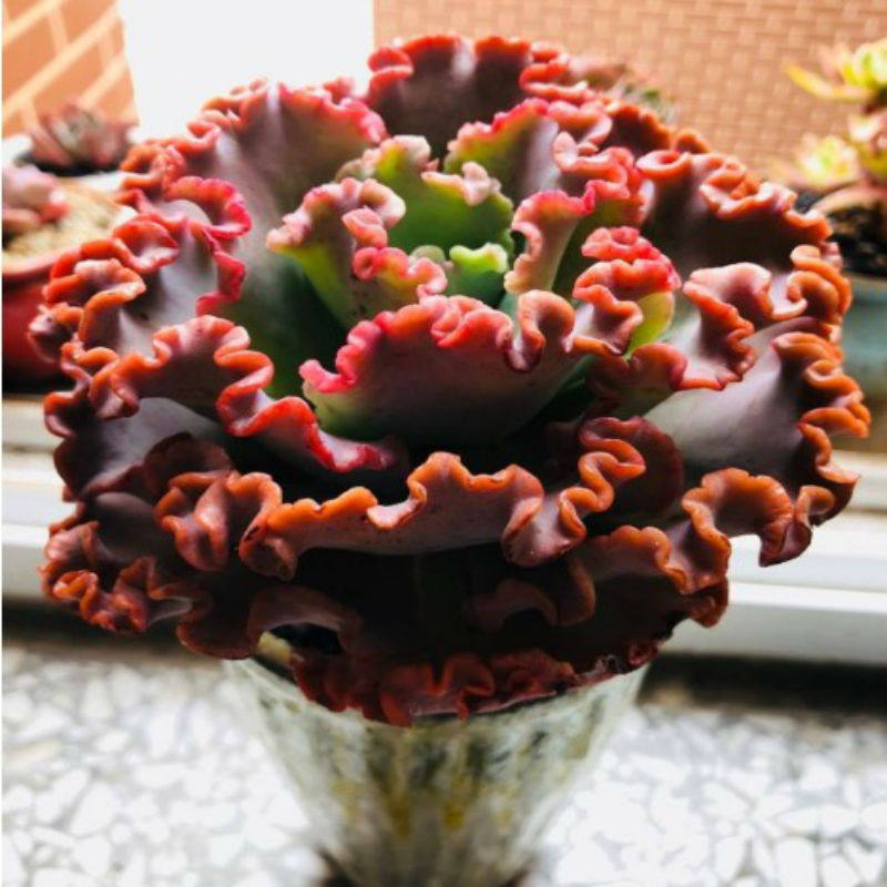 女王花笠老桩康康舞韩版婚纱多肉植物红色裙摆包菜健康型家庭盆栽