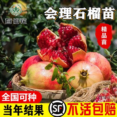 会理软籽石榴突尼斯软籽石榴庭院盆栽南方北方种植特大无籽石榴