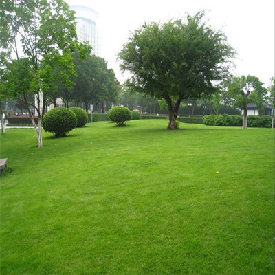 护坡别墅践踏草坪草坪庭院种子公园耐小区绿化四季常青草籽矮生