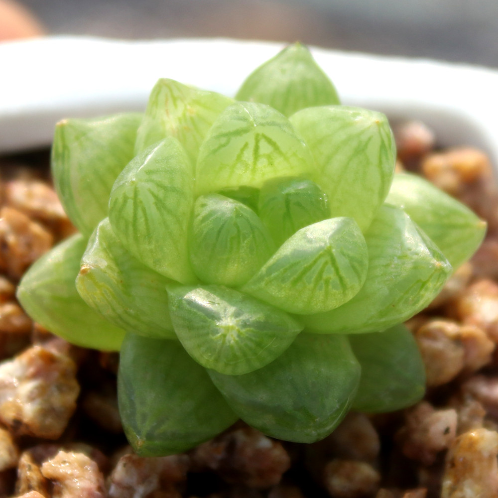 草玉露 多肉植物 十二卷类瓦苇属 耐阴新手易种绿色花卉盆栽肉肉