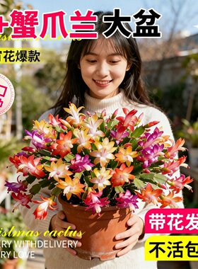 冬天室外耐寒花蟹爪兰盆