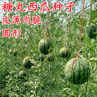 2k冰糖西瓜种子苗全美种籽孑早熟高产薄皮超甜南方蔬菜水果小糖丸
