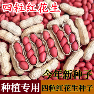 高产红皮四粒花生种子早熟皮薄原种大花生种子黑花生红花生种子