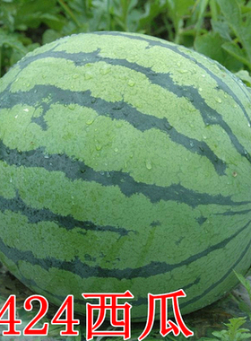 大面积种8424美都麒麟王2k无籽西瓜种子籽高产巨型甜王2k水果种孑