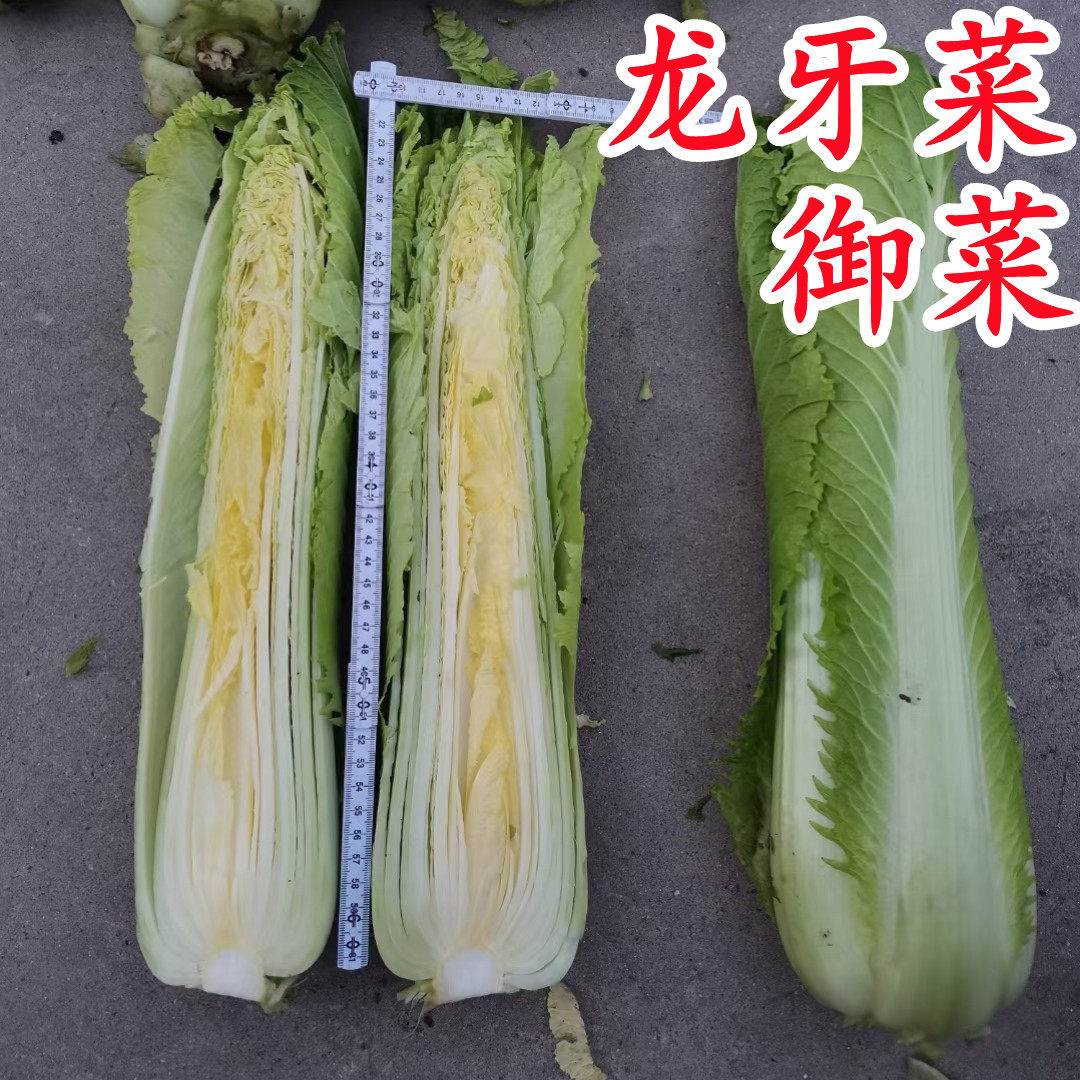 龙牙白菜介绍,云南_文秘苑图库