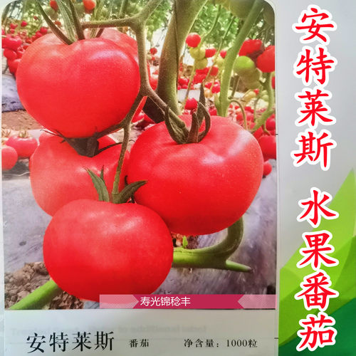 圣尼斯沙瓤口感型水果番茄