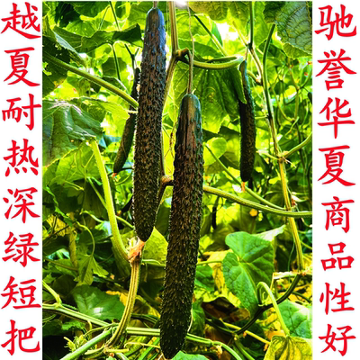 天津科润黄瓜研究所津优越夏耐热圆头短把绿肉黑油亮驰誉华夏种子