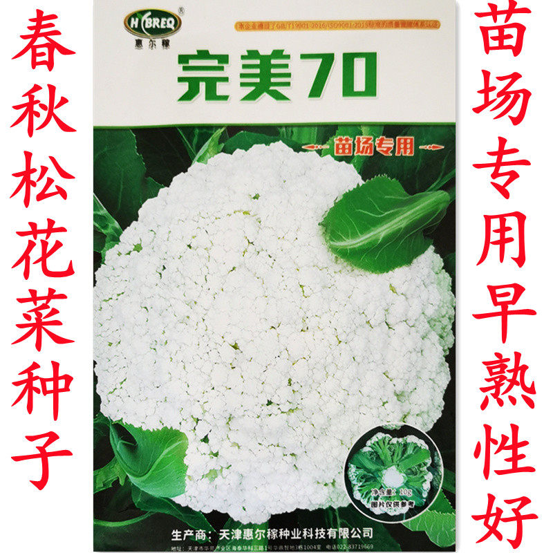 惠尔稼大地青松65-70-75米粒青梗松花菜种子籽中早熟高产蔬菜种孑