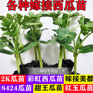 8424嫁接苗美都甜王红玉2K西瓜苗蔬菜 蔬菜苗苗子 种子西瓜秧盆栽