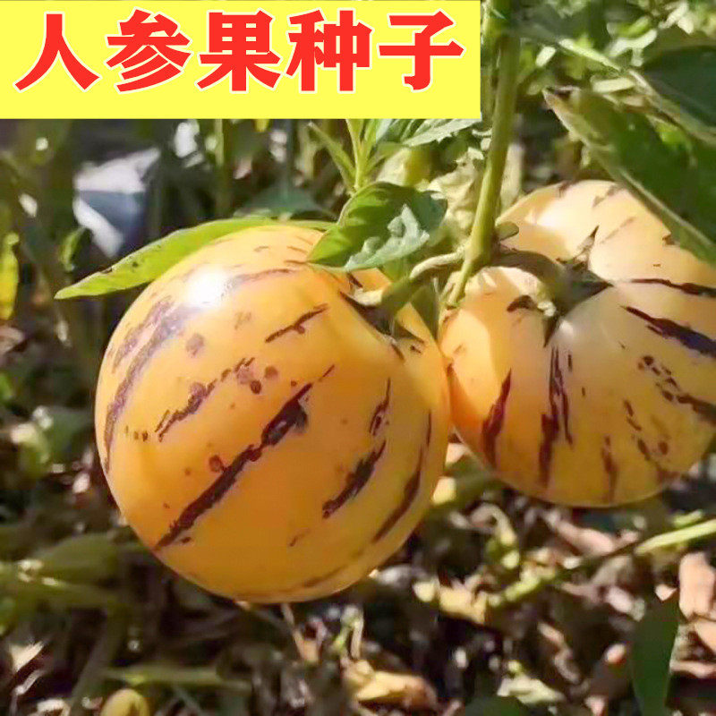 人参果种子人身果种籽特色水果蔬菜种籽圆形黄心高产大面积包邮