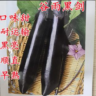 谷雨黑剑长茄子种籽种子苗圆黑紫色长茄特大嫁接茄苗蔬菜孑秧大全